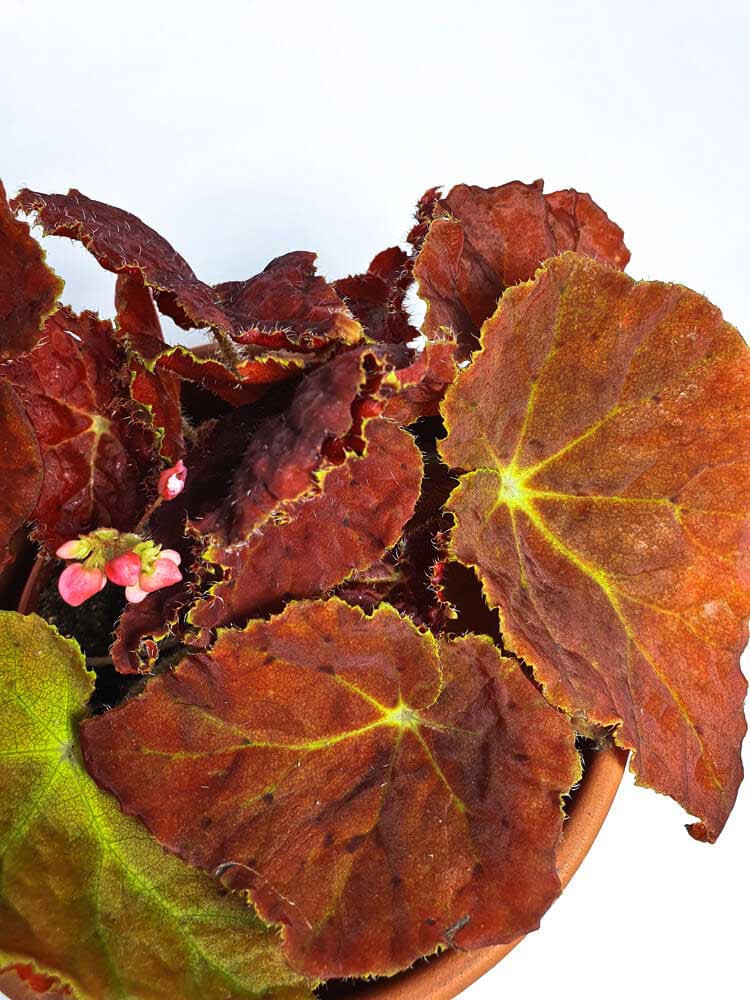 Бегония autumn ember фото