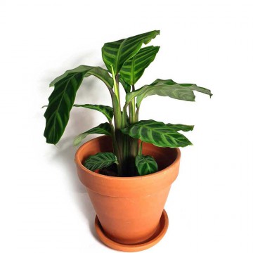 Stielreich PFLANZEN - ONLINESHOP - stielreich.at - Calathea zebrina 40 cm