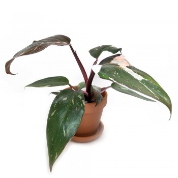 Philodendron red Anderson variegata 18 cm RARITÄT