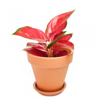 Aglaonema commutatum Chili Red 25 cm