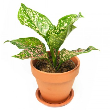 Aglaonema commutatum pink Leopard 30 cm