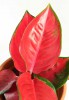 Aglaonema commutatum Chili Red 25 cm