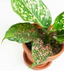 Aglaonema commutatum pink Leopard 30 cm