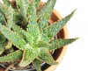 Aloe Crimson Dragon 20 cm